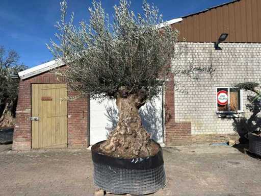 Olive tree Bonsai - Olea Europaea - 200 years old - Height approx. 330 cm 