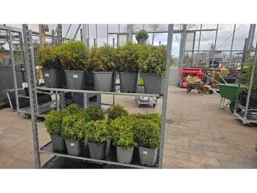 Set de 20 de chiparoși lămâie în formă de bilă - Hardy