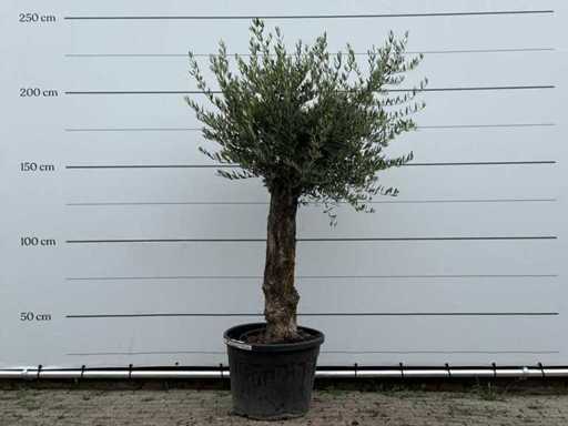 Tronc fantaisiste d’olivier Hojiblanca - Olea Europaea - environ 40 ans - hauteur environ 230 cm