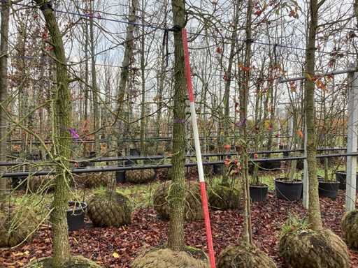 S?odka guma - Parkboom