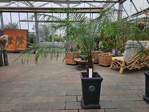 Palmier dattier nain exotique (Phoenix Robellini) incluant un pot élégant