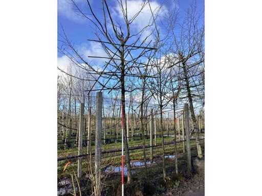 Sierappel - Vormboom (3x)