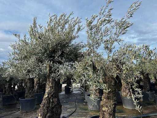 Olive Trees (2x)