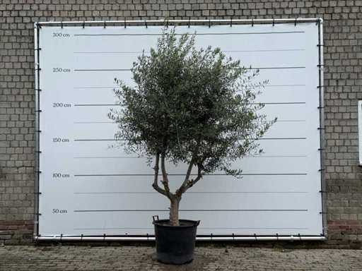 Măslin ramificat - Olea Europaea - aprox. 40 de ani - înălțime aprox. 270 cm