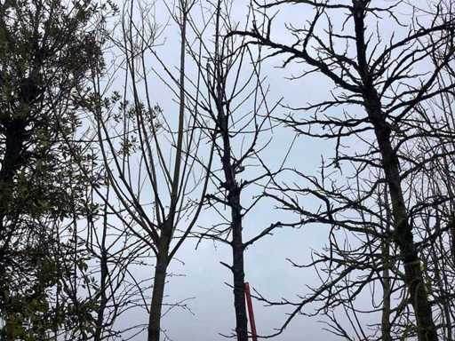 Sweet Cherry – Topiary-Baum