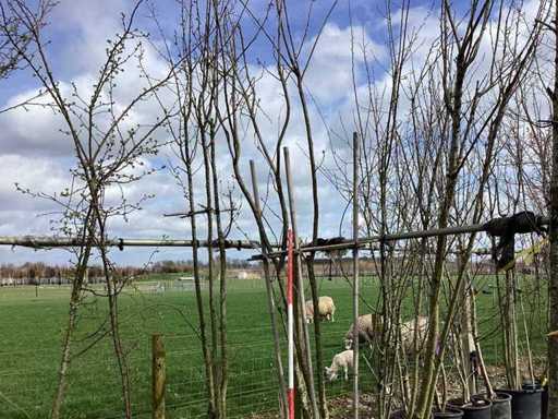 Ciliegio giapponese - Alberi multi-stelo (2x)