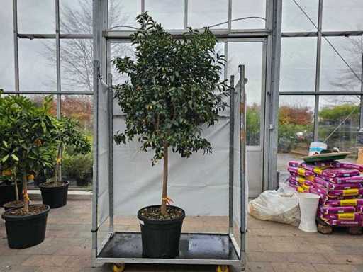 Prachtvoller Kumquatbaum (Citrus japonica) - 210 cm Hochstamm