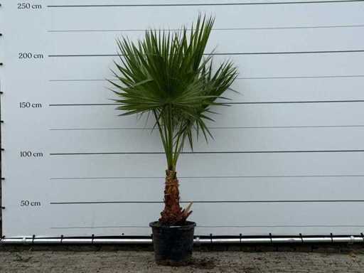 Palma a ventaglio messicana - Washingtonia Robusta - altezza circa 210 cm