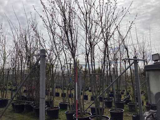 Ciliegio giapponese - Albero a steli multipli (3x)