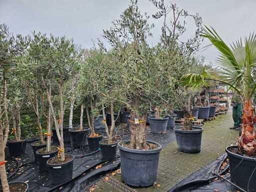 Magnifique olivier (100-120 ans) - Valeur méditerranéenne