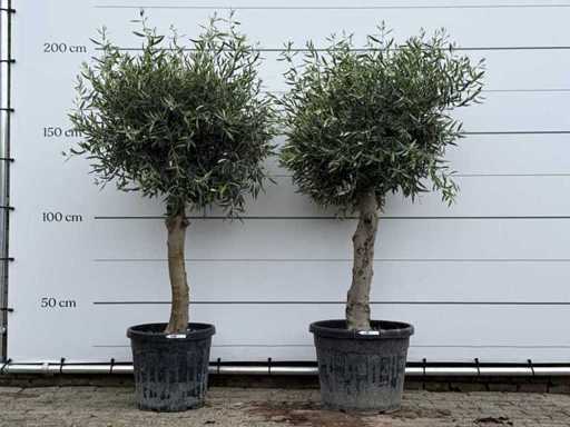 2x Olive tree spherical - Olea Europaea - approx. 40 years old - height approx. 200 cm