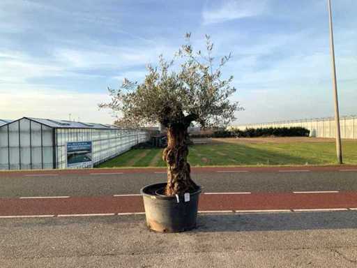 Olijfboom (Olea Europaea Lessini)