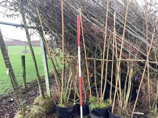 Lilac various colors - Multi-stemmed tree (3x)