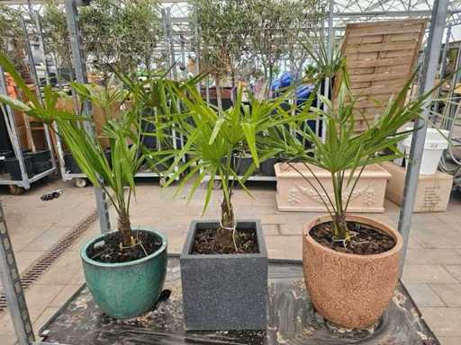 Set de 3 palmieri rezistenți din cânepă (Trachycarpus fortunei) în ghivece decorative