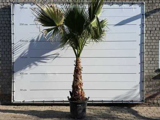 Mexican fan palm on stem - Washingtonia Robusta - height approx. 280 cm