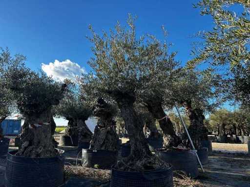 Jahrhundertealter Olivenbaum im Korb