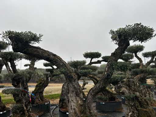 Olivenbaum – Olea Europea Pom Pom Secolare 