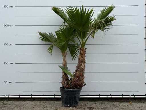 Palma a ventaglio messicana XL a più steli - Washingtonia Robusta - altezza circa 250 cm