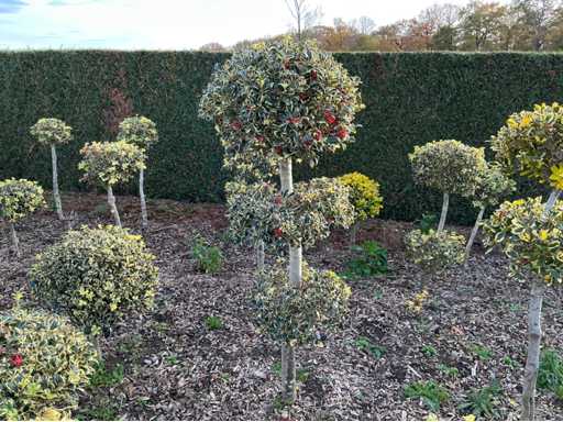 Hulst bol 180 cm Vaste plant