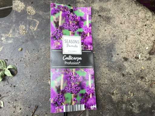 Struiken - Callicarpa (x20)