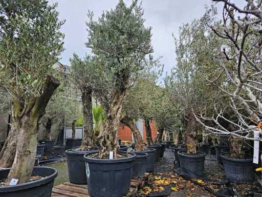 Exklusiver Olivenbaum (100-120 Jahre) - Charakterstarker Solitär