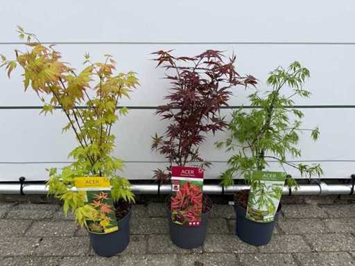 3x Japanese maple mix - Acer Mix - height approx. 50 cm