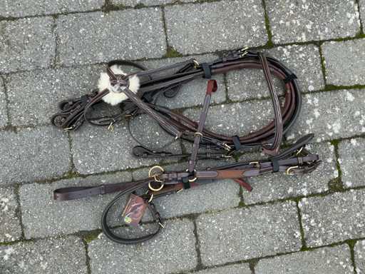 Bridle + martingale horses