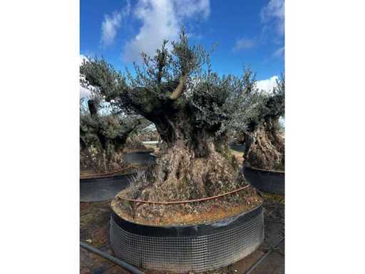 Mileal Olive Tree 10 unități