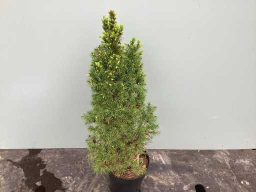 Coniferen - Conica (x60)