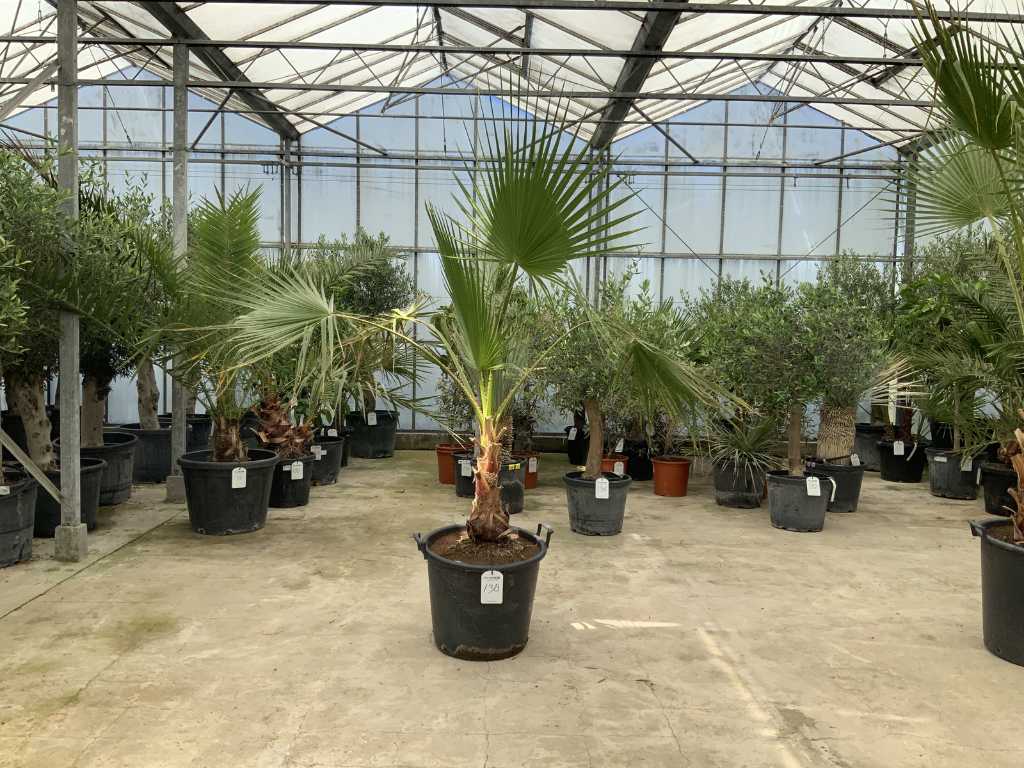 palma (Washingtonia robusta)