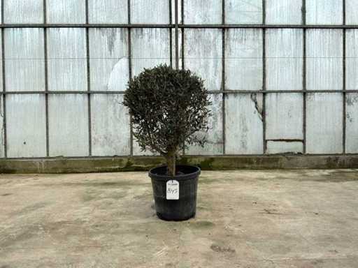 Olive tree (Olea Europaea Lessini)