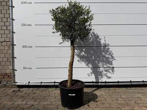 Olivenbaum Florida – Olea Europaea – ca. 25 Jahre alt – Höhe ca. 200 cm