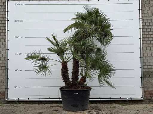 European dwarf palm multi-stemmed XL - Chamaerops Humilis - approx. 100 years old - height approx. 280 cm