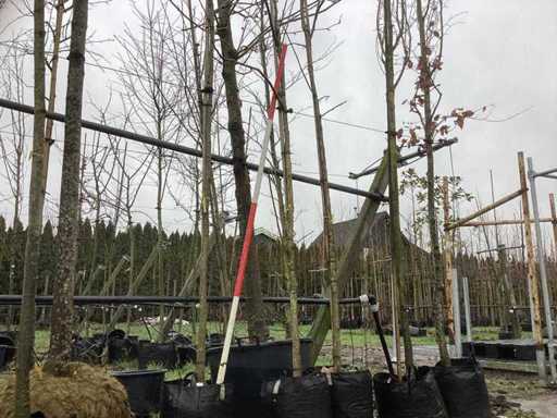 Kaukaski orzech – drzewo ozdobne