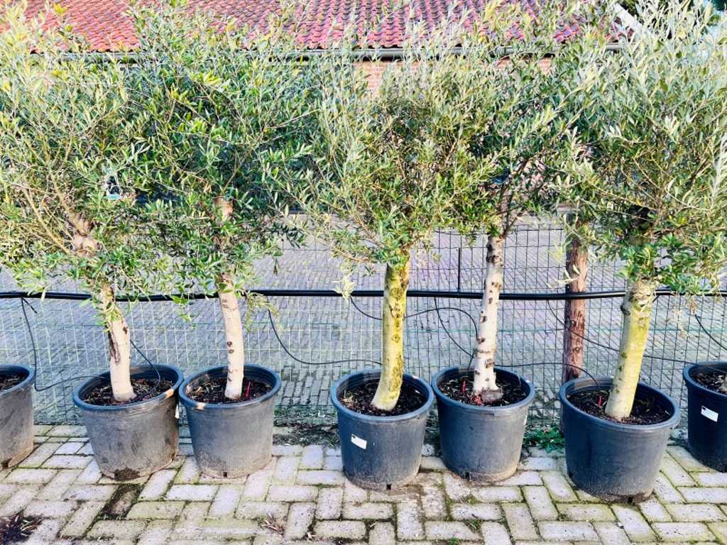 olijfboom stamomvang 20/40cm 