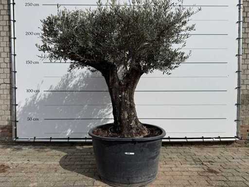 Olivenbaum Alte Haut – Olea Europaea – ca. 75 Jahre alt – Höhe ca. 220 cm
