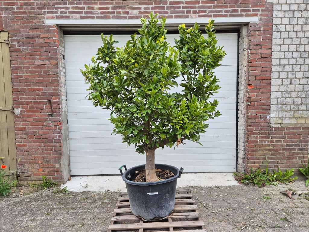Mandarijnenboom - Citrus Reticulata -  Vrucht- / fruitboom - hoogte ca. 250 cm