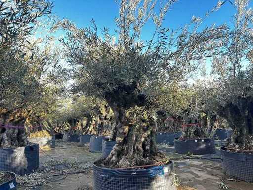  Olijfboom in een voorbeeldige mand