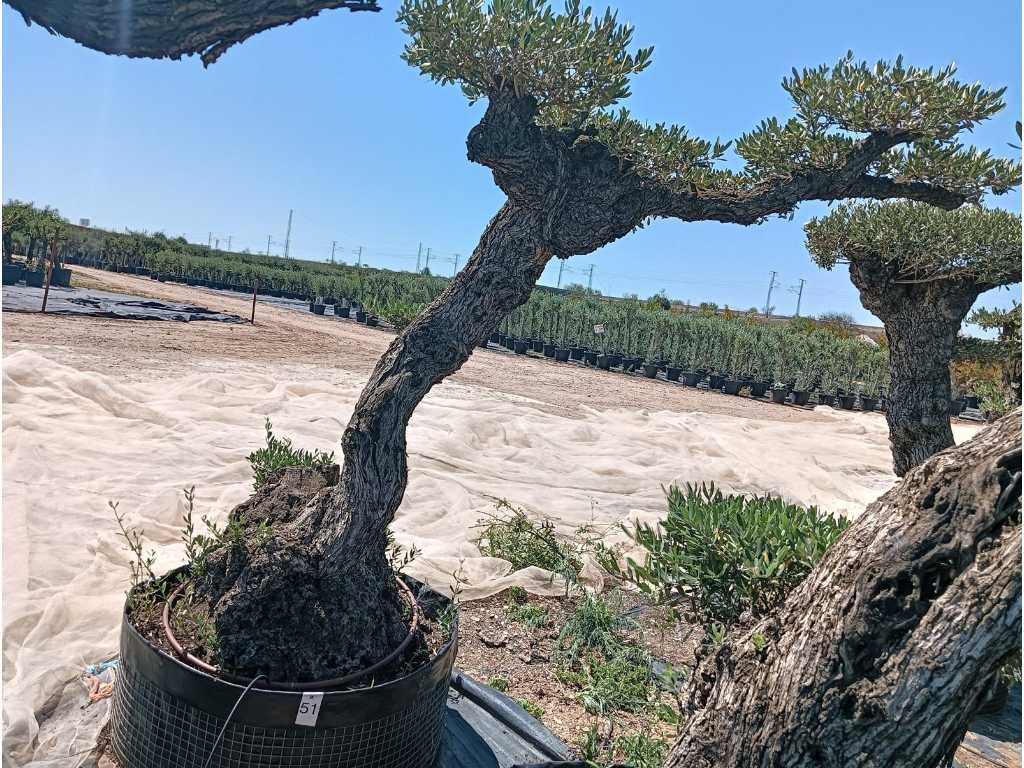 Spécimen d’olivier centenaire Pom Pom Extra
