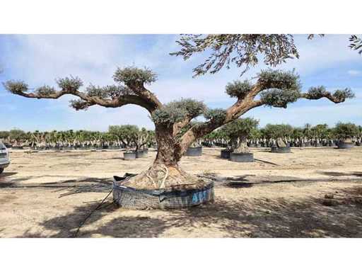 Olive BIG Eyecatcher 8 Meter breit, inklusive Lieferung auf Tieflader – Olivenbaum