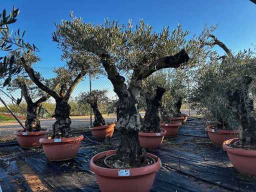 Tarrina Olive Tree