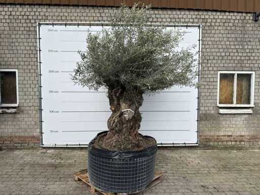 Bonsai d'ulivo XL - Olea Europaea - circa 100 anni - altezza circa 280 cm