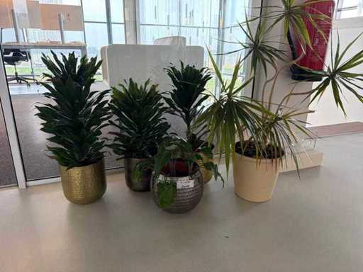 Kamerplant (5x)