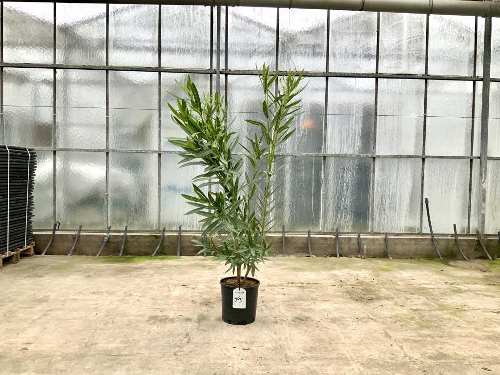 oleander biały (Nerium Oleander)