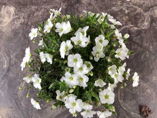 Vaste planten - Arenaria (x40), sedum roos(40), Sedum geel (40)