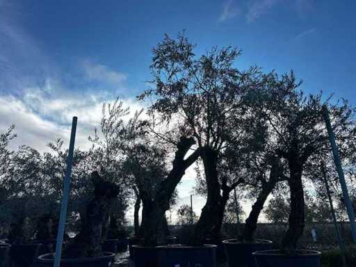 Olive Trees in Pots ( 3x)