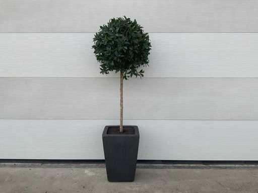 Artificial laurel tree in pot
