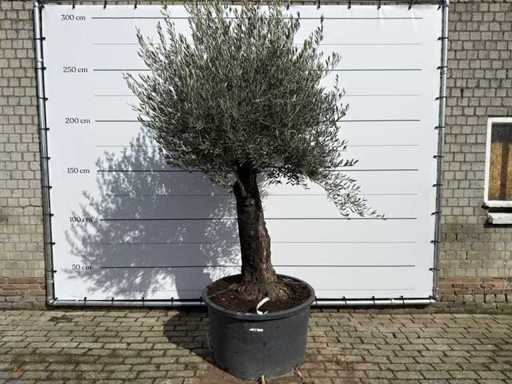 Tronco vecchio d'ulivo - Olea Europaea - circa 120 anni - altezza circa 280 cm