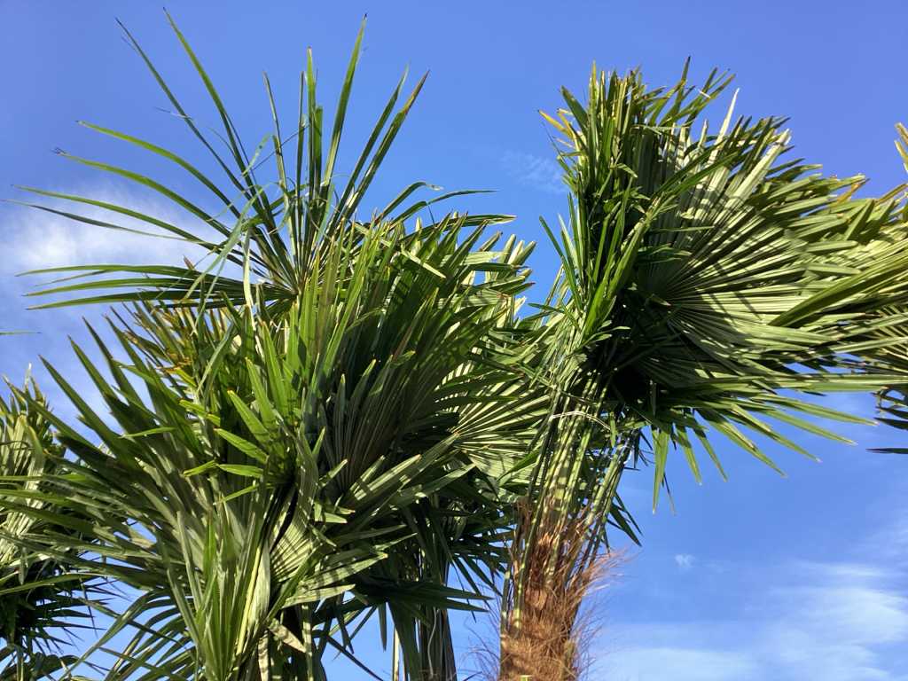 Specimen palm tree TRACHYCARPUS triple in pot