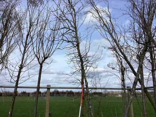 Sweet gum - Topiary tree